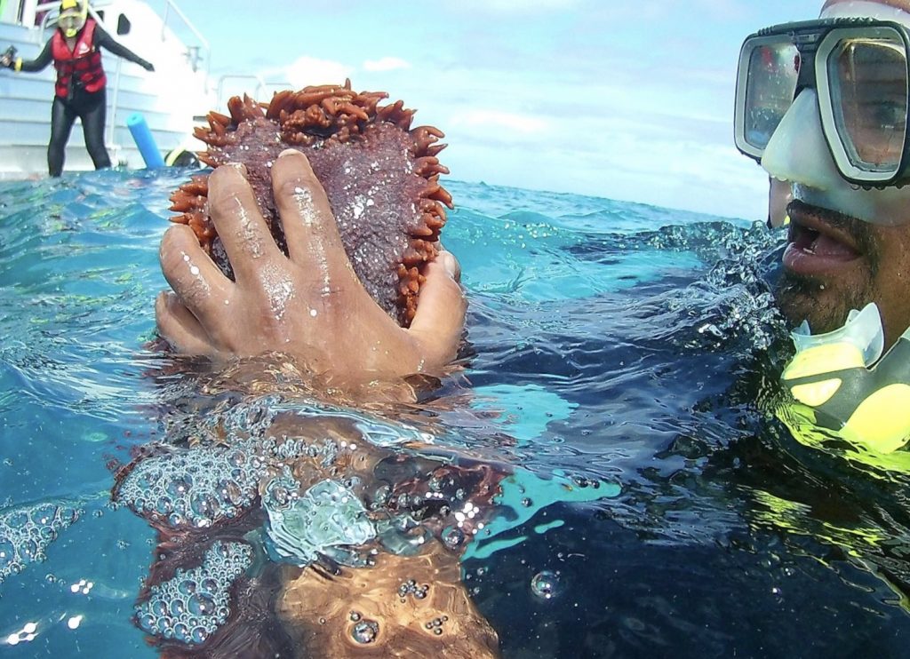 A guide in the Great Barrier Reef shows off a sea cucumber.
