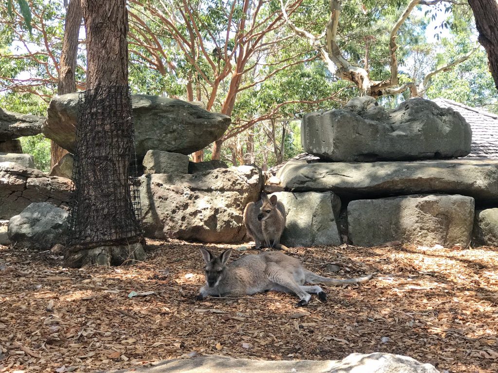 Don't confuse kangaroos with wallabies at Sydney's Taronga Zoo.