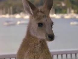 In Sydney, you could see a potato chip eating kangaroo like this one from the Olsen twin movie, Our Lips Are Sealed.