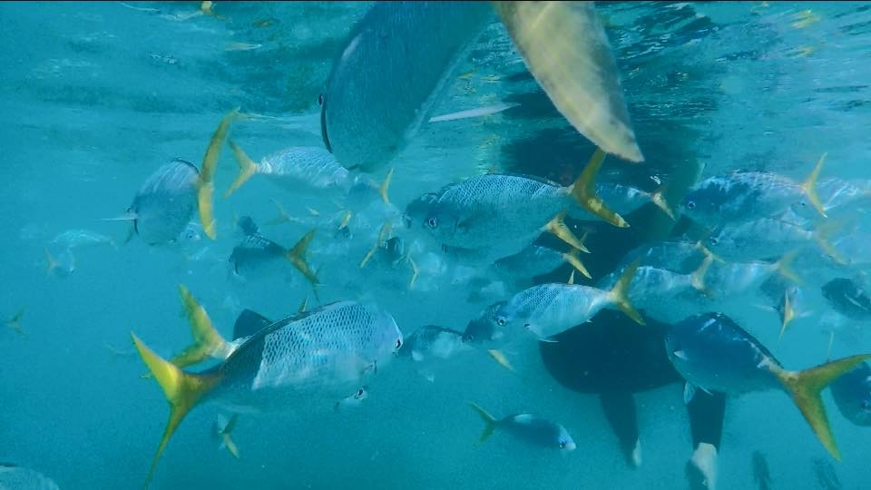 You will see many schools of wish while snorkeling in the Whitsunday Islands.