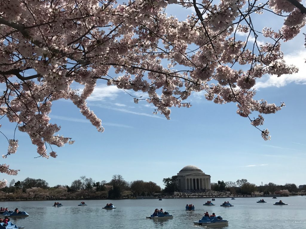 Trying to time a trip to D.C. to see the cherry blossoms in bloom is an almost impossible experience.