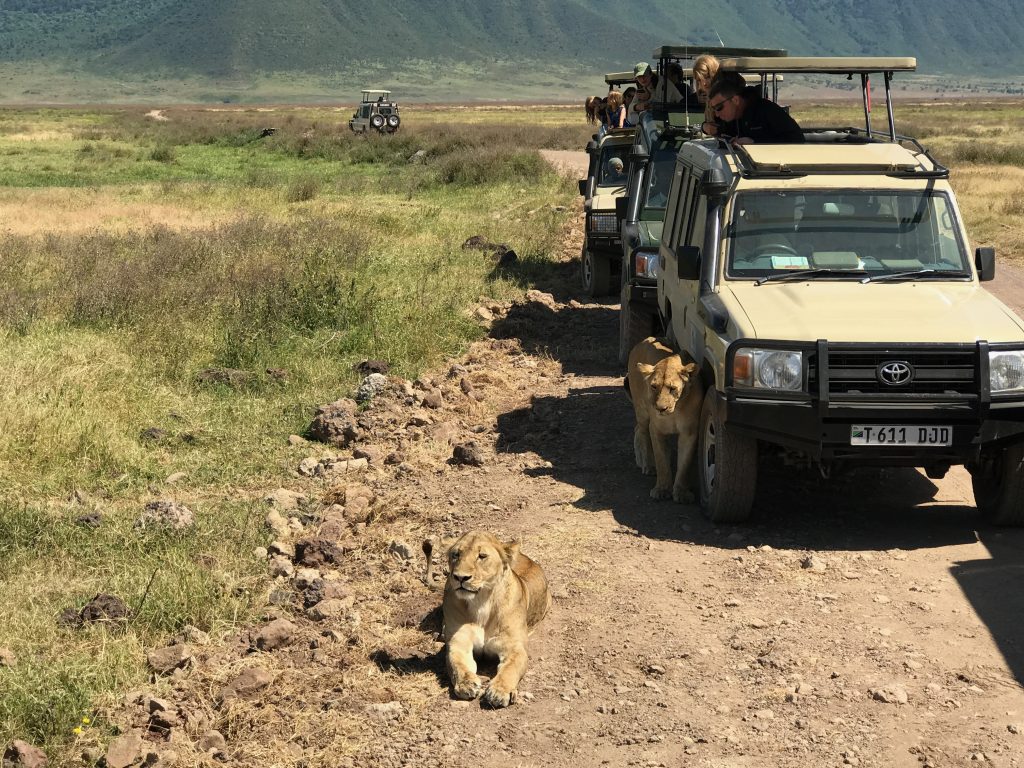 On a budget safari, you can expect knock off Jeeps as your safari vehicle.
