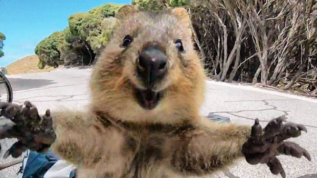 Quokkas only live on Rottnest Island off the coast of Perth so make sure to grab a selfie with one before leaving the island.