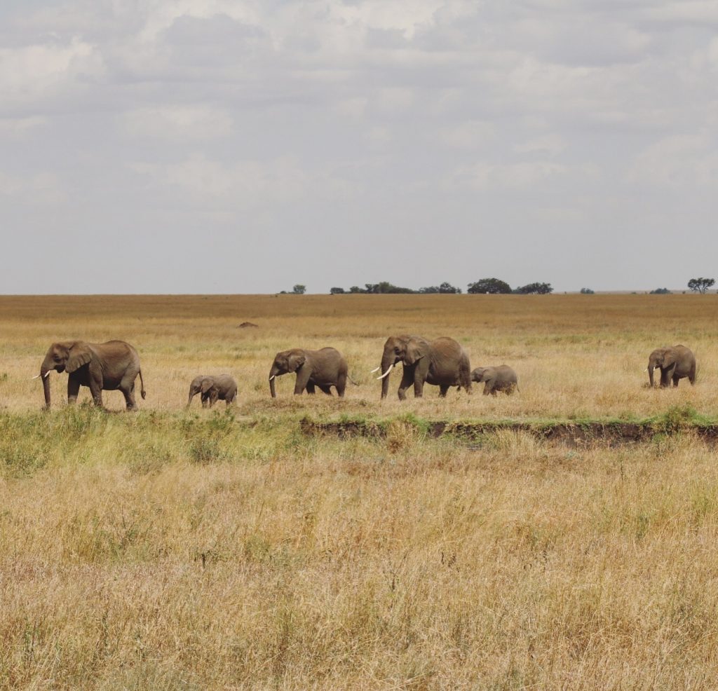 During the summer months, you can see the Great Migration while on safari through Kenya and Tanzania.