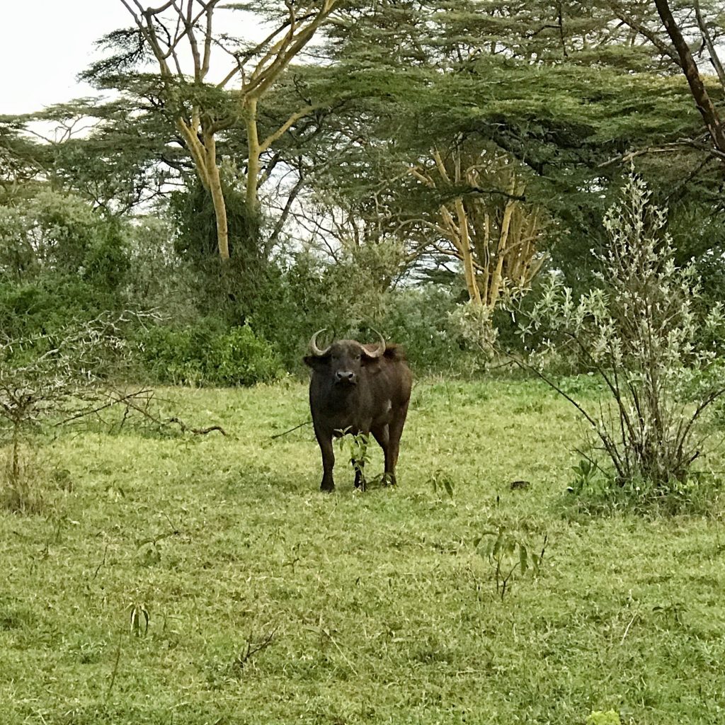 Face off with a buffalo while on safari in Kenya.