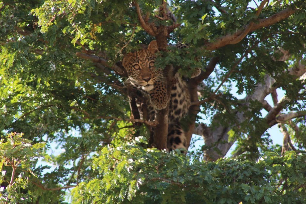 While on safari, you can see baby leopards in their natural habitat. 