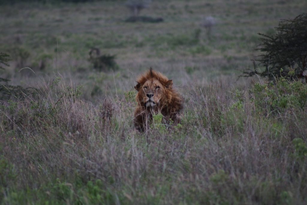 Watch lions hunt while on safari in Kenya.