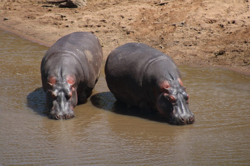 Look in the rivers while on safari to spot hippos.