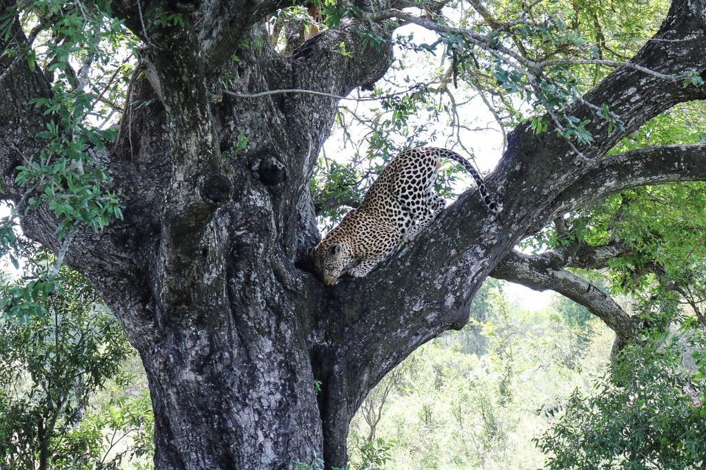The guides at Ivory Lodge are able to determine an animal's movements so you can see all of the Big 5 during your stay.