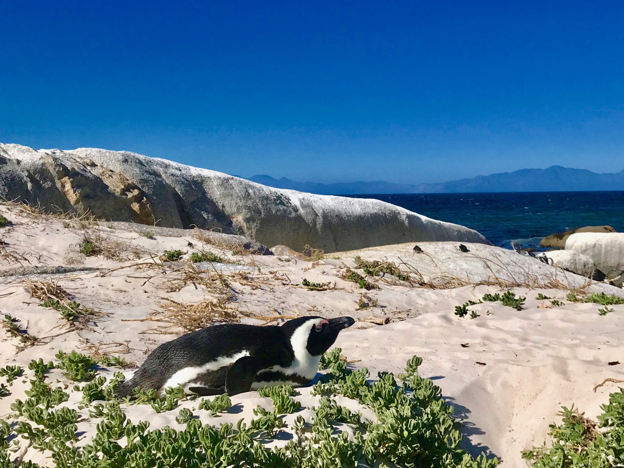 Wild penguins hang out at Boulders Beach outside Cape Town.