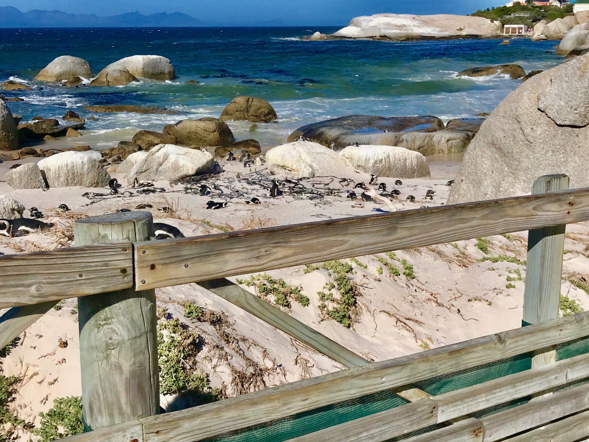Influencers won't tell you that if you go through the entrance gate at Boulders Beach, you'll have to watch the penguins from a viewing deck.