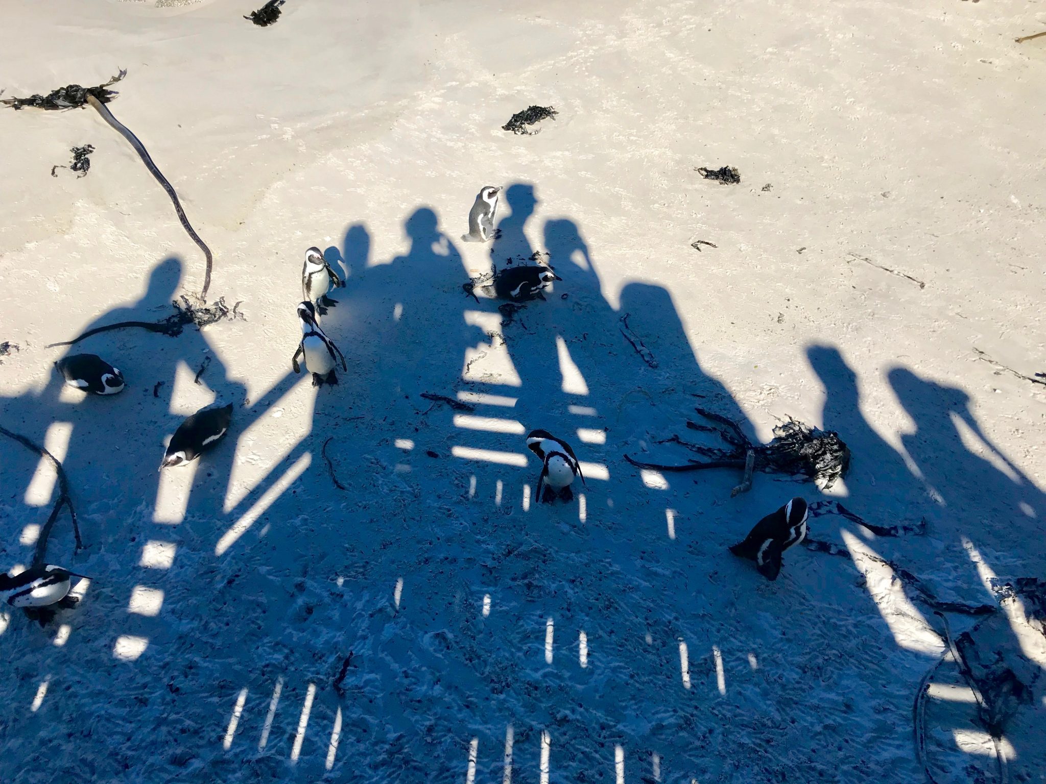 Tourists crowd the viewing deck separating your from the penguins at Boulders Beach.