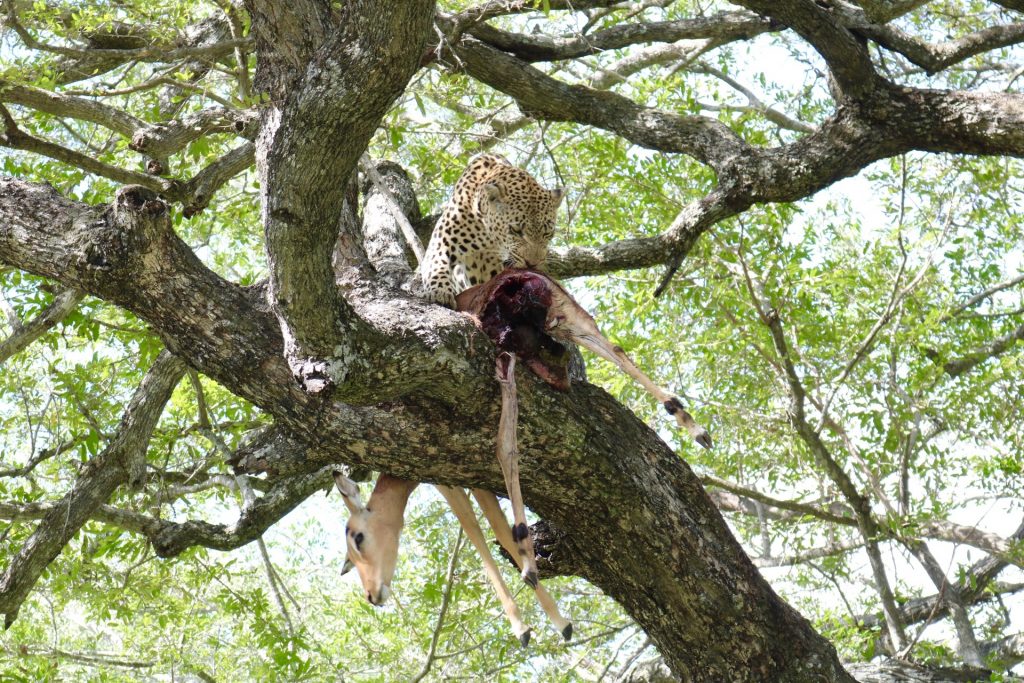 A multiple day safari allows for extra time to watch animals in their natural habitat, like this leopard eating its kill in a tree.