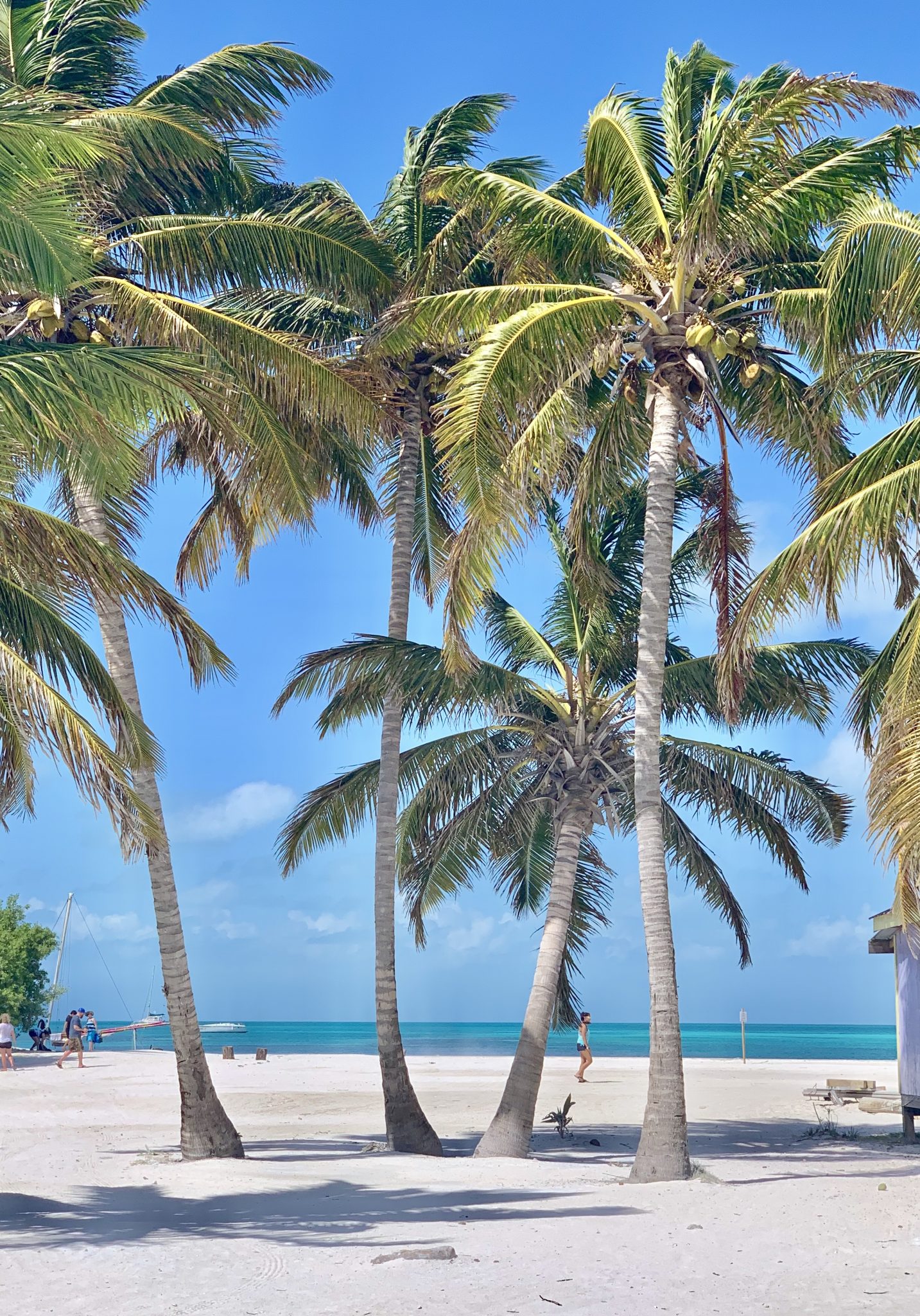 There are endless palm trees on Caye Caulker, Belize.