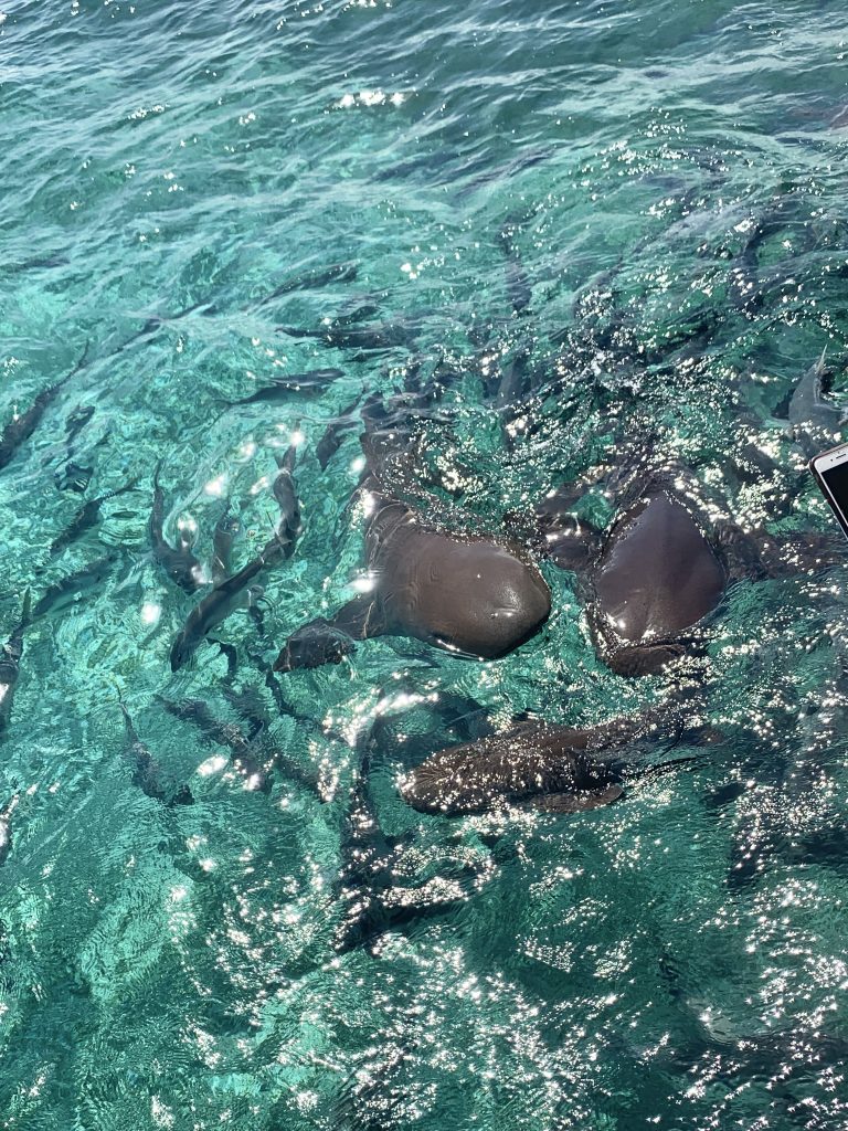 You can snorkel or dive with nurse sharks off the coast of Caye Caulker, Belize.