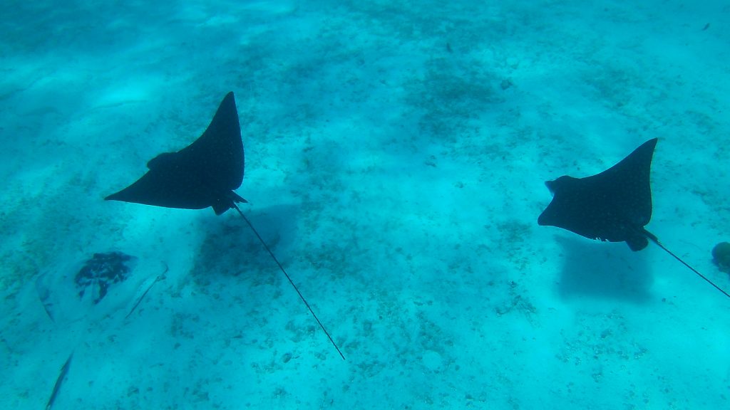 Eagle rays are just some of the fish you can see while snorkeling off the coast of Caye Caulker, Belize.