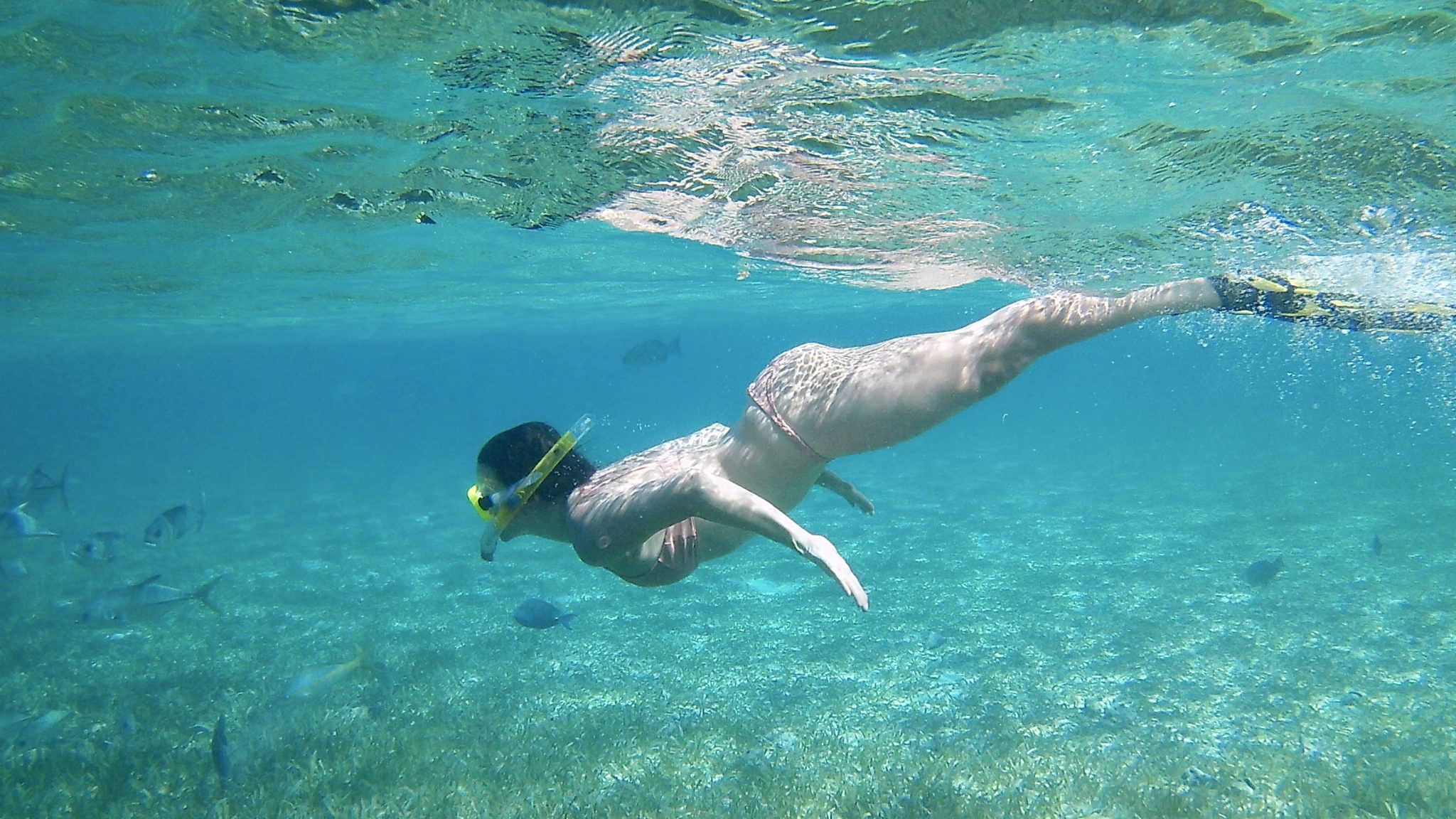 Free dive with nurse sharks and eagle rays in Caye Caulker, Belize.