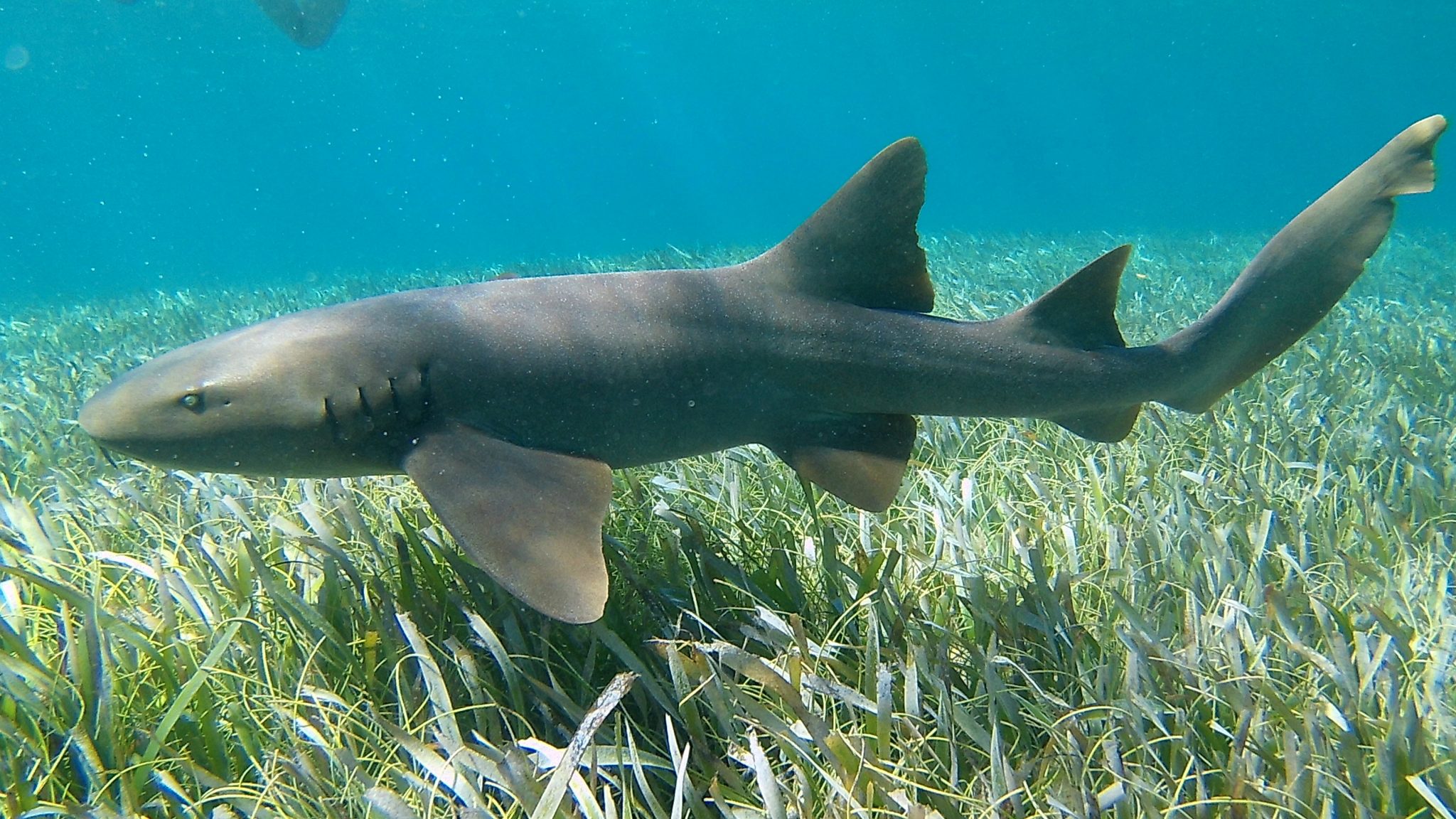 You can free dive with nurse sharks while snorkeling off the coast of Caye Caulker, Belize.