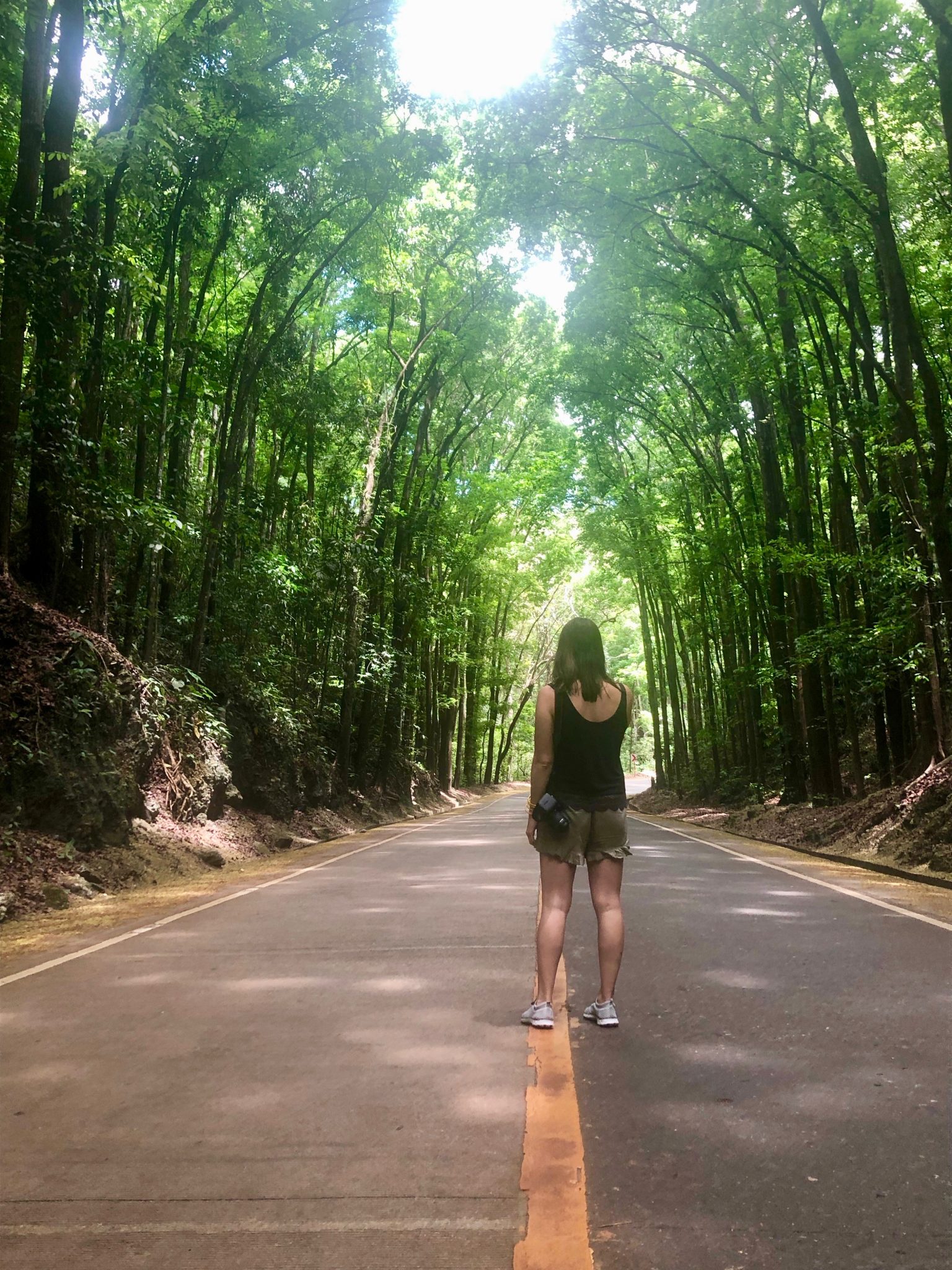 The manmade forest is one of the sites you will see during a day trip in Bohol, Philippines.