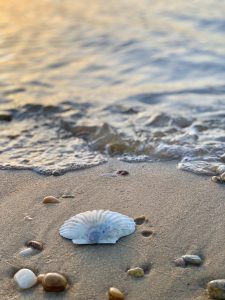 Hunting for shells is the perfect family activity during a spring trip to Montauk.