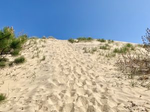 The walking dunes in Montauk are 80 feet high and travel 3.5 feet every year due to winds.