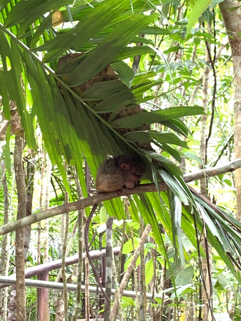 The Tarsier Sanctuary is one of the many spots you will stop during a Bohol countryside tour.