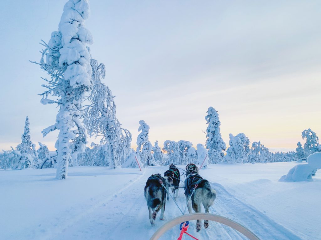 Dog sledding is one of the many activities you can do at Northern Lights Village.